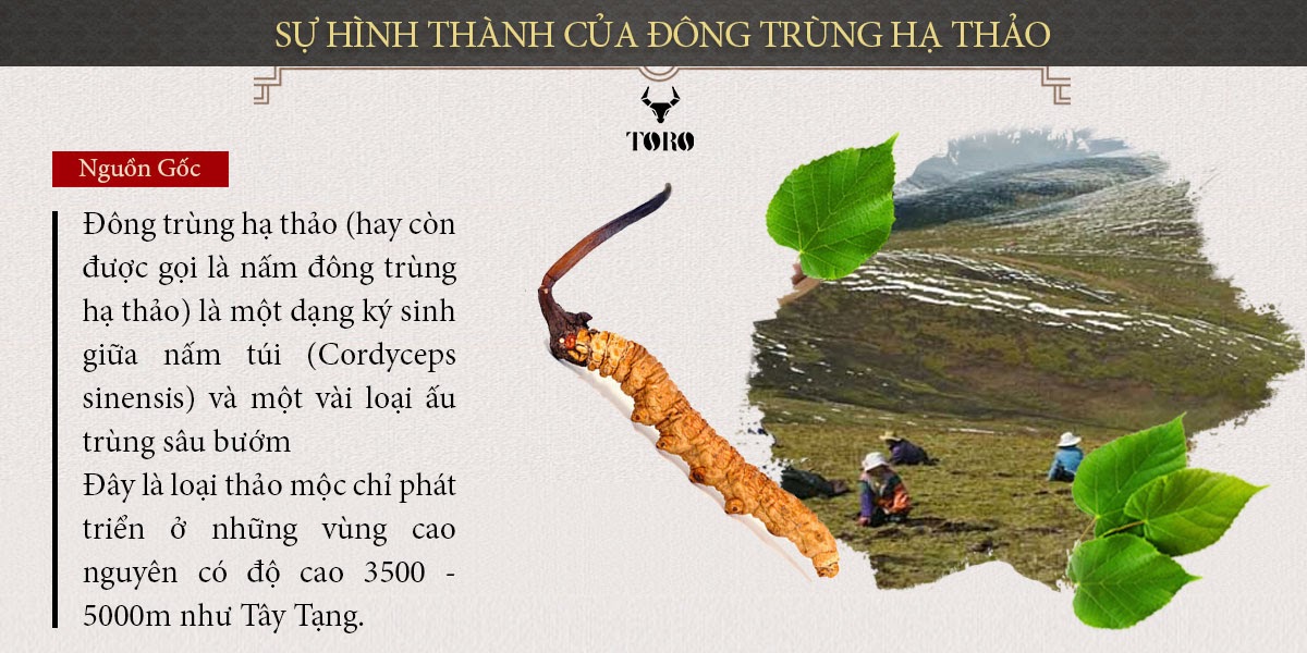  Shop bán Đông trùng hạ thảo cao cấp nguyên con - Tăng cường sinh lý bồi bổ cơ thể - 5g hàng xách tay